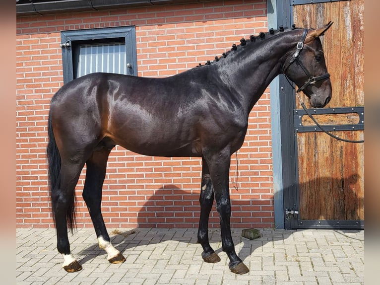 Oldenbourg Étalon 3 Ans 175 cm Bai brun in Zieuwent