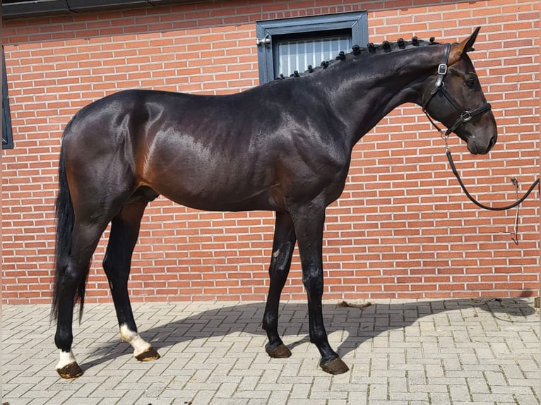 Oldenbourg Étalon 3 Ans 175 cm Bai brun in Zieuwent