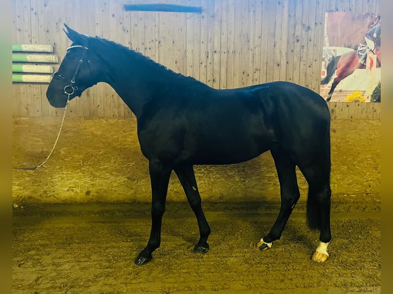 Oldenbourg Étalon 3 Ans 175 cm Noir in Lüdersdorf