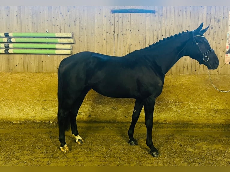 Oldenbourg Étalon 3 Ans 175 cm Noir in Lüdersdorf