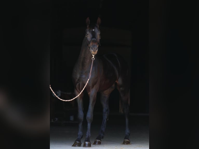 Oldenbourg Étalon 3 Ans in Stud