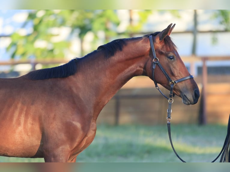 Oldenbourg Étalon 3 Ans in Stud