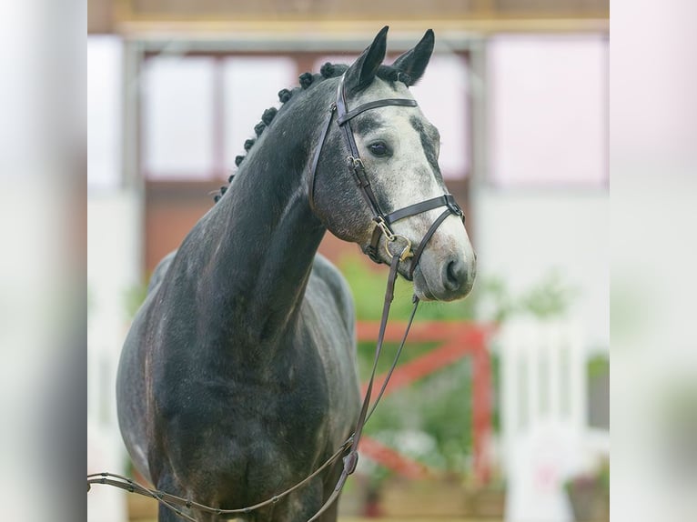 Oldenbourg Étalon 3 Ans Gris in Münster-Handorf