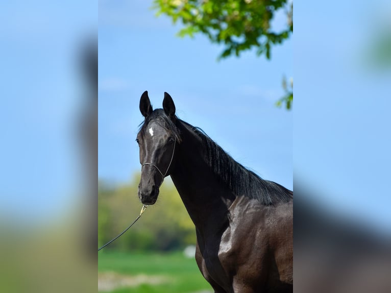 Oldenbourg Croisé Étalon 3 Ans Noir in Ovelgönne