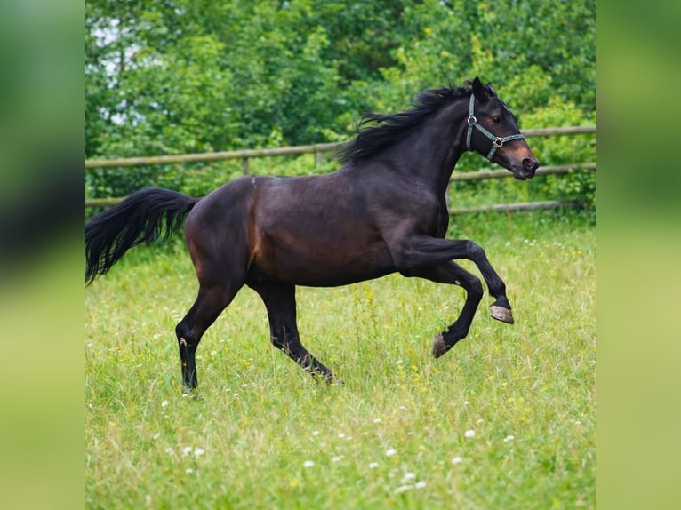 Oldenbourg Étalon 4 Ans 160 cm Bai brun in Radeburg