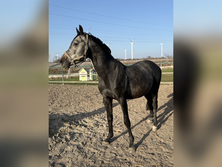 Oldenbourg Étalon 4 Ans 163 cm Peut devenir gris in Leopoldsdorf im Marchfeld