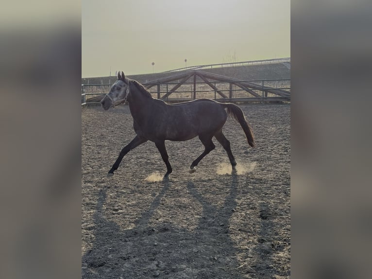 Oldenbourg Étalon 4 Ans 163 cm Peut devenir gris in Leopoldsdorf im Marchfeld