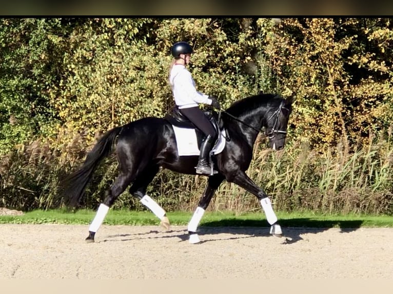 Oldenbourg Étalon 4 Ans 165 cm Noir in Bree