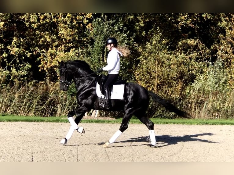 Oldenbourg Étalon 4 Ans 165 cm Noir in Bree