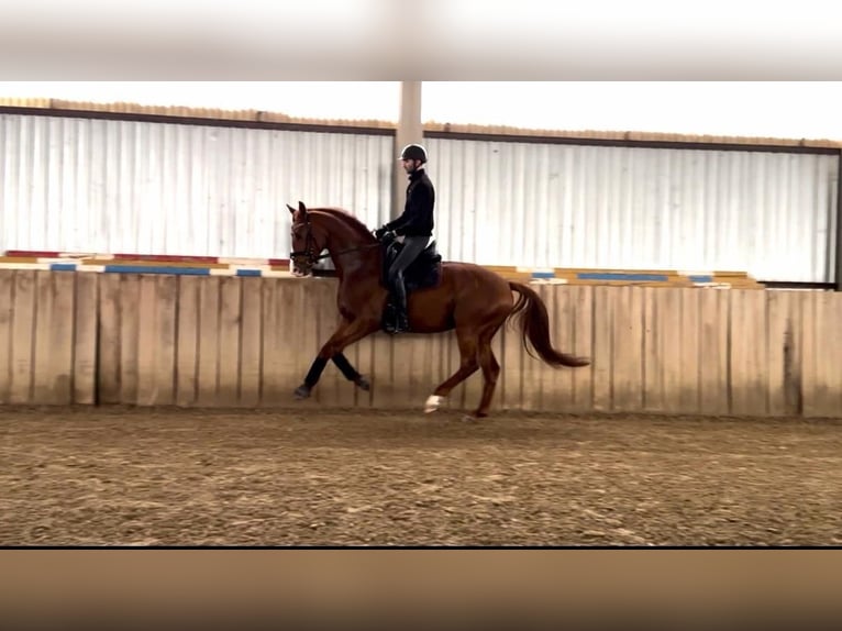 Oldenbourg Étalon 4 Ans 167 cm Alezan brûlé in Tass