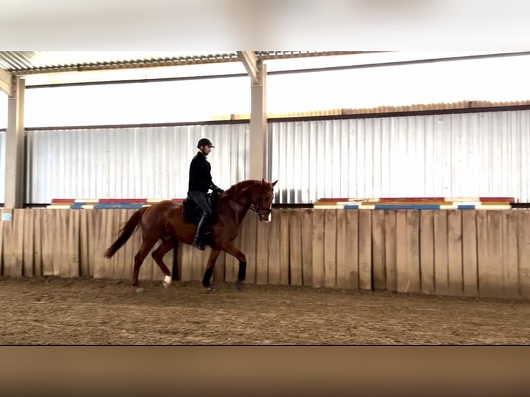 Oldenbourg Étalon 4 Ans 167 cm Alezan brûlé in Tass
