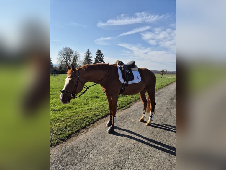 Oldenbourg Étalon 4 Ans 168 cm Alezan in Heidenrod