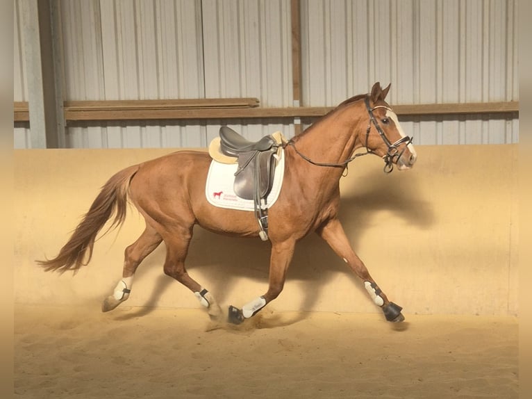 Oldenbourg Étalon 4 Ans 168 cm Alezan in Heidenrod