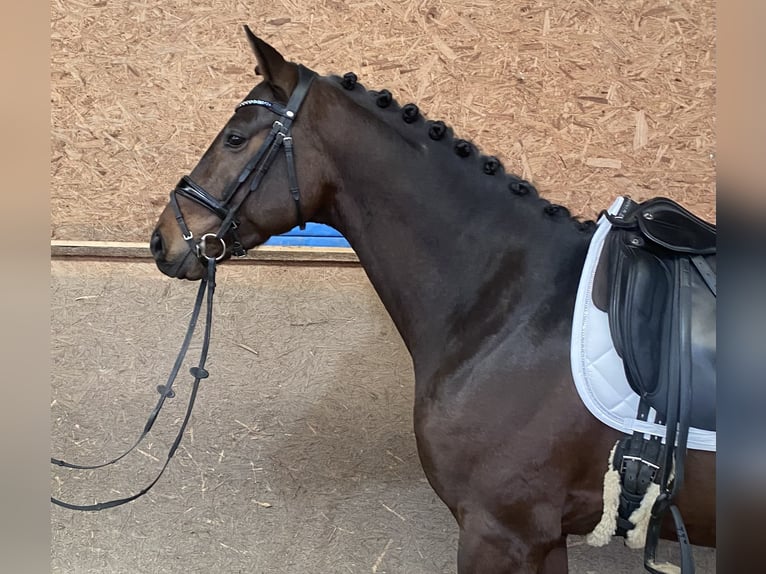 Oldenbourg Étalon 4 Ans 168 cm Bai brun in Hude (Oldenburg)