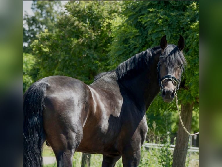 Oldenbourg Étalon 4 Ans 168 cm Bai brun in Susteren