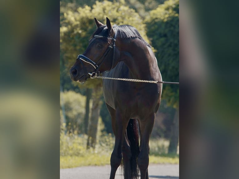 Oldenbourg Étalon 4 Ans 168 cm Bai brun in Susteren