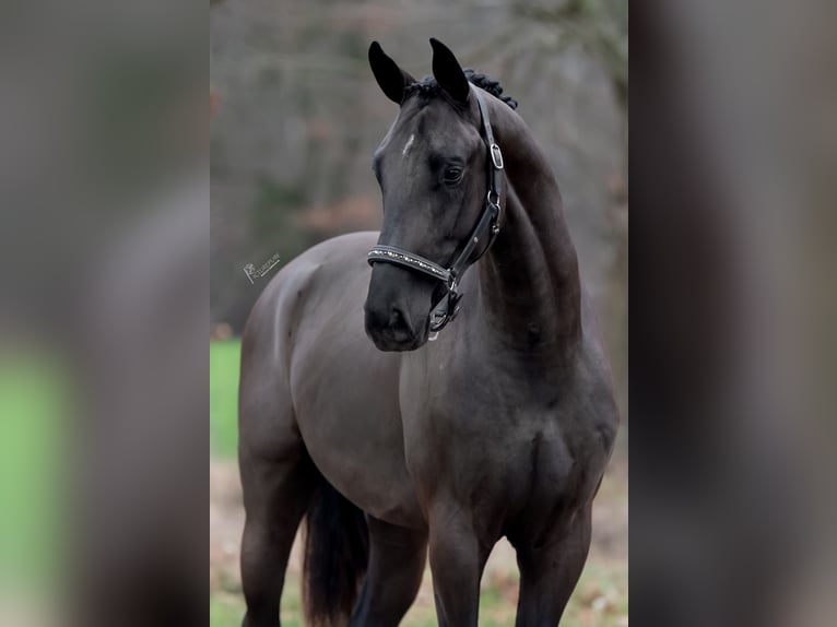 Oldenbourg Étalon 4 Ans 168 cm Noir in Peer