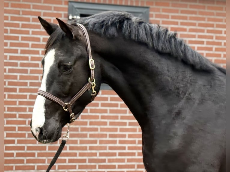 Oldenbourg Étalon 4 Ans 168 cm Noir in Zieuwent
