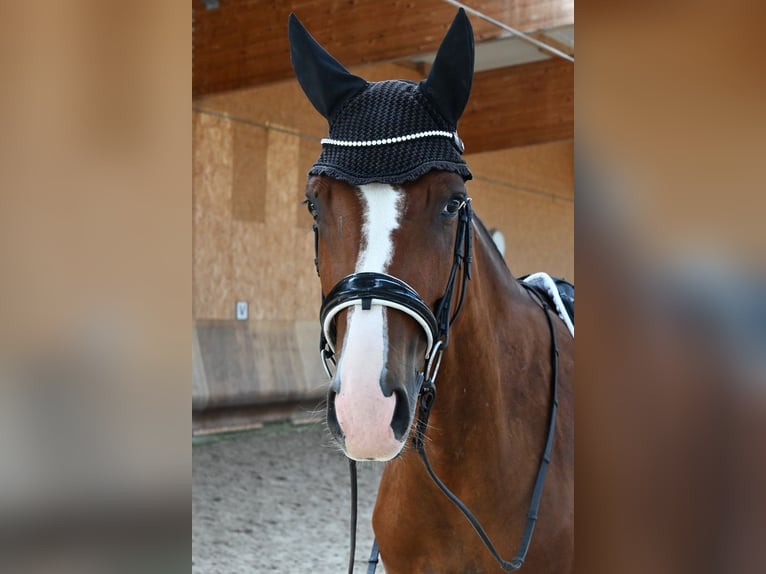 Oldenbourg Étalon 4 Ans 169 cm Alezan in Steinbrunn-le-bas