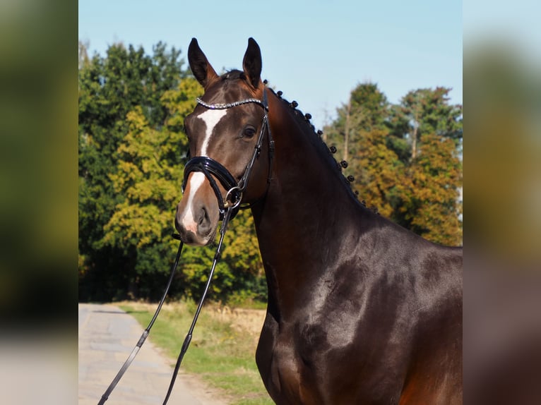 Oldenbourg Étalon 4 Ans 172 cm Bai brun foncé in Bramsche