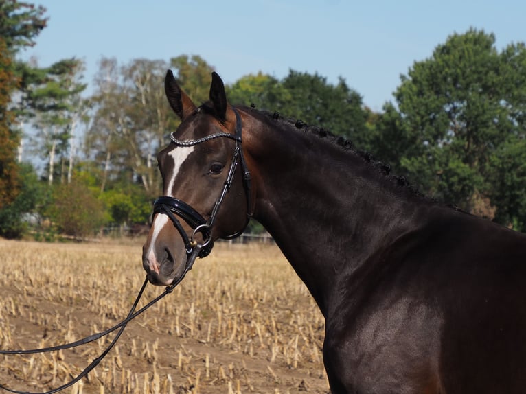 Oldenbourg Étalon 4 Ans 172 cm Bai brun foncé in Bramsche