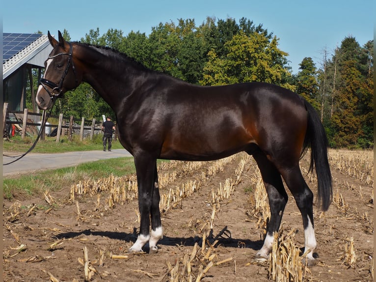 Oldenbourg Étalon 4 Ans 172 cm Bai brun foncé in Bramsche