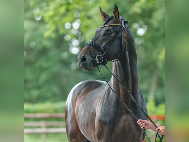 Oldenbourg Étalon 4 Ans 178 cm Bai brun in Münster