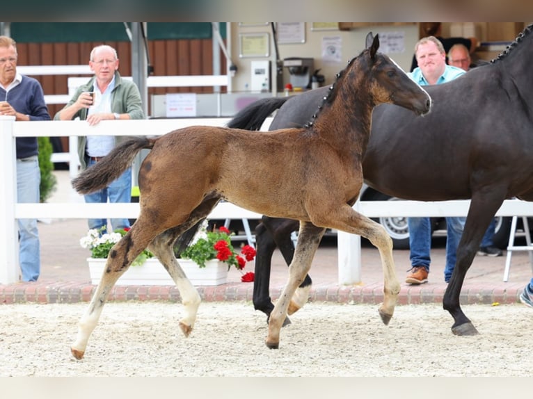 Oldenbourg Étalon 4 Ans Noir in Ringe