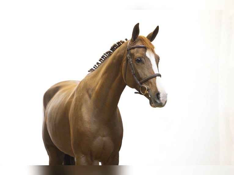 Oldenbourg Étalon 5 Ans 163 cm Alezan in Waddinxveen Oldenbourg Étalon 5 Ans 163 cm Alezan in Waddinxveen