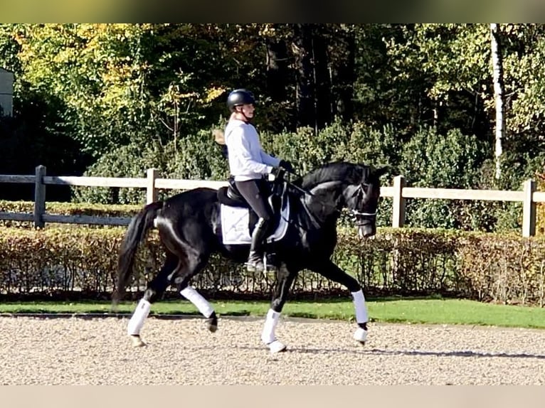 Oldenbourg Étalon 5 Ans 165 cm Noir in Bree