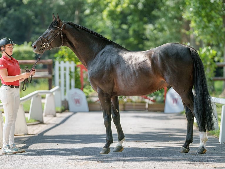 Oldenbourg Étalon 5 Ans 166 cm Bai brun foncé in Münster