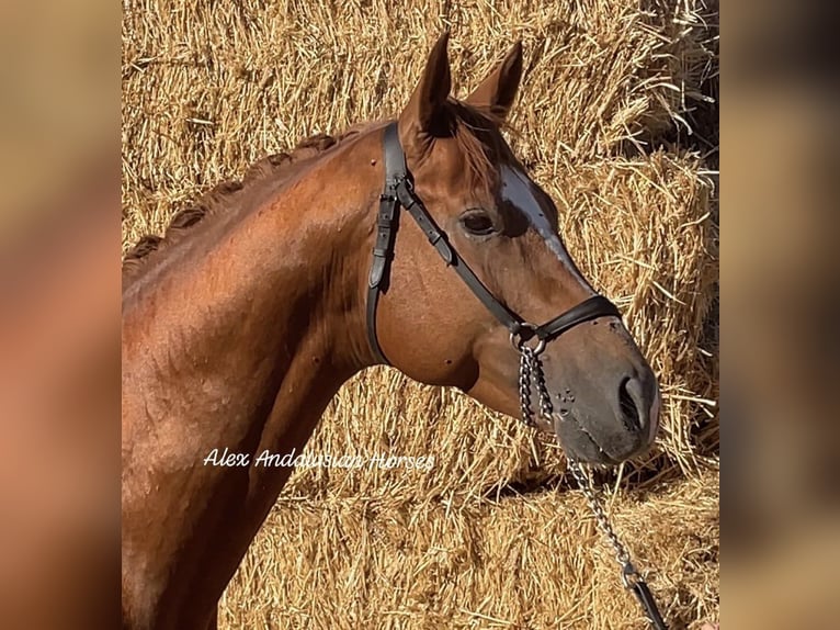 Oldenbourg Étalon 5 Ans 168 cm Alezan in Sevilla