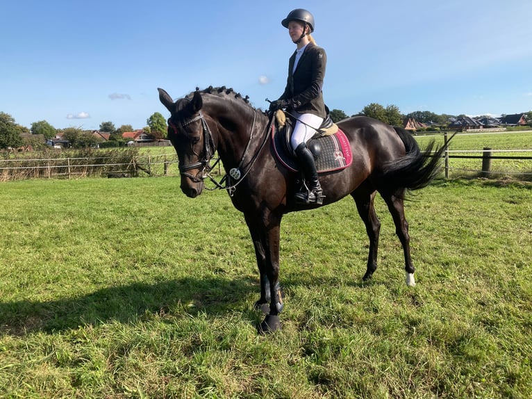 Oldenbourg Étalon 5 Ans 168 cm Bai in Großenkneten