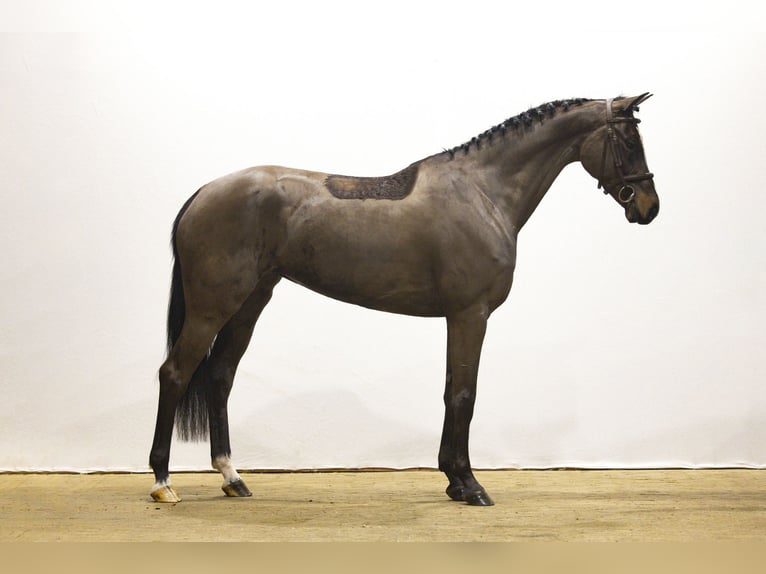 Oldenbourg Étalon 5 Ans 168 cm in Waddinxveen