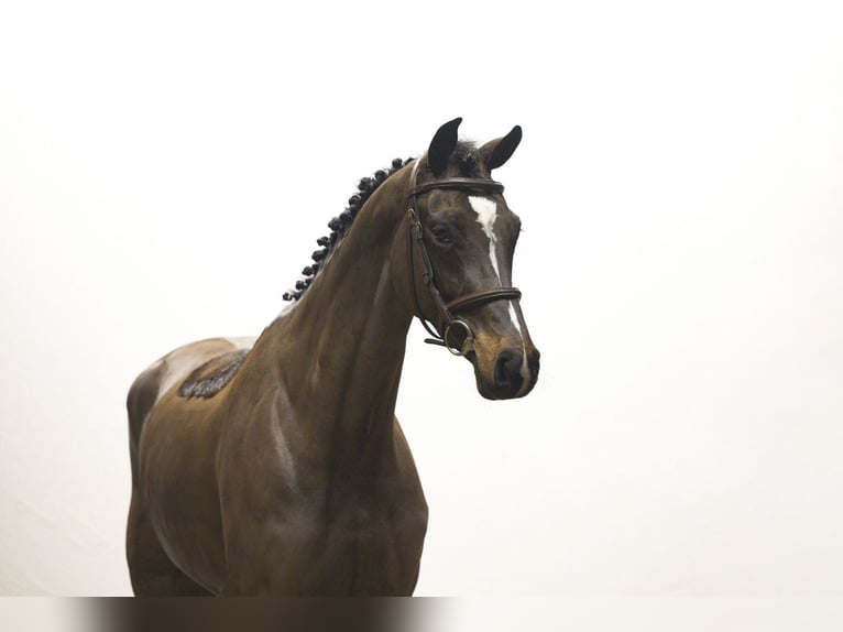 Oldenbourg Étalon 5 Ans 168 cm in Waddinxveen