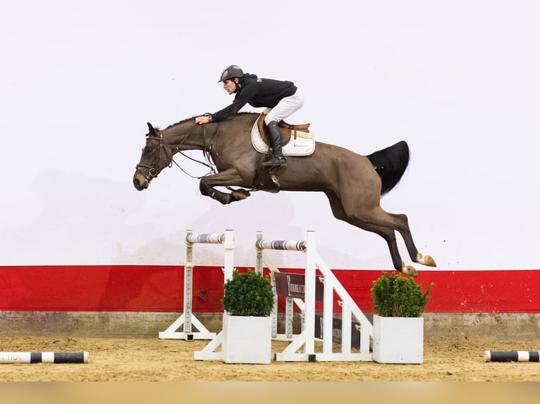 Oldenbourg Étalon 5 Ans 168 cm in Waddinxveen