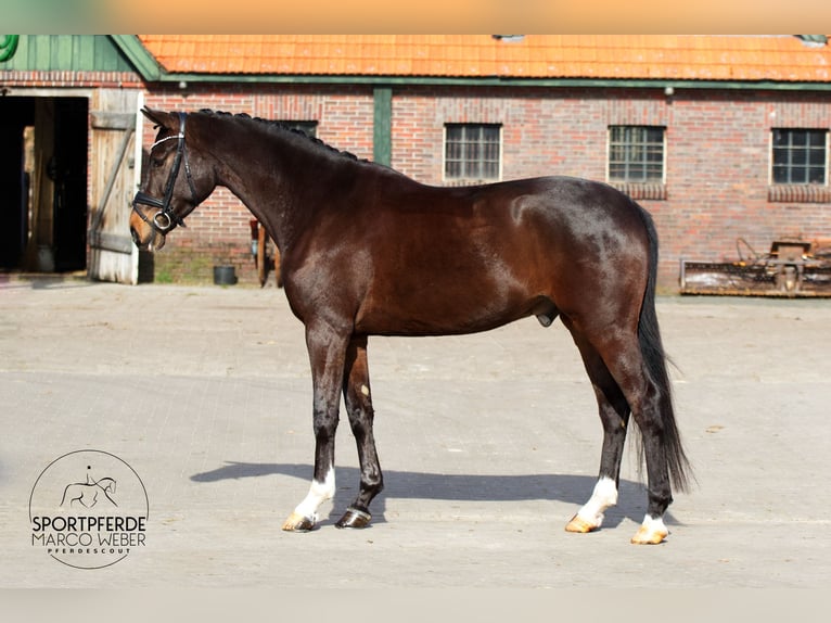 Oldenbourg Étalon 5 Ans 170 cm Bai brun in Westerstede