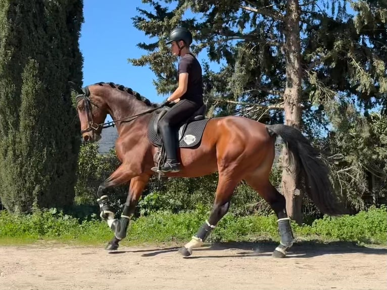 Oldenbourg Étalon 5 Ans 170 cm Bai clair in Jimena de la frontera