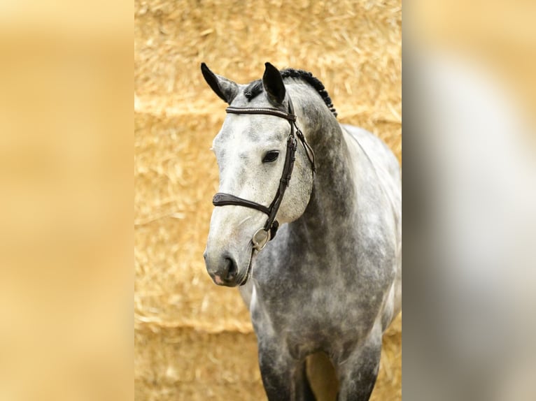 Oldenbourg Étalon 5 Ans 170 cm Gris in Bladel