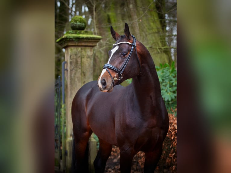 Oldenbourg Étalon 5 Ans 172 cm Bai brun foncé in Bramsche