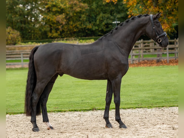 Oldenbourg Étalon 5 Ans 174 cm Noir in Dreieich