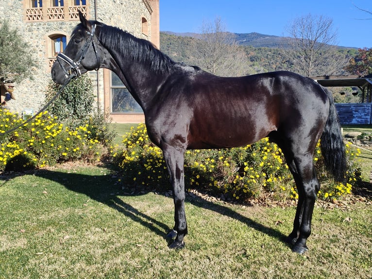 Oldenbourg Étalon 5 Ans 182 cm Noir in Sant Gregori (Municipio)