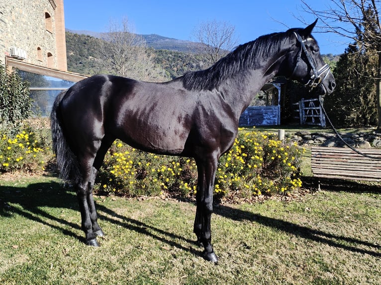 Oldenbourg Étalon 5 Ans 182 cm Noir in Sant Gregori (Municipio)