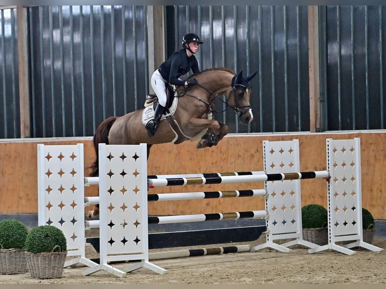 Oldenbourg Étalon 6 Ans 168 cm Alezan brûlé in Steinfeld (Oldenburg)