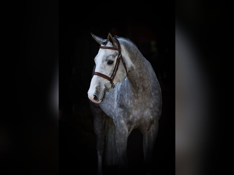 Oldenbourg Étalon 6 Ans 168 cm Rouan bleu in Lastrup