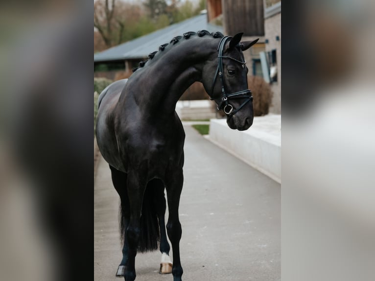 Oldenbourg Étalon 6 Ans 174 cm Noir in Dreieich