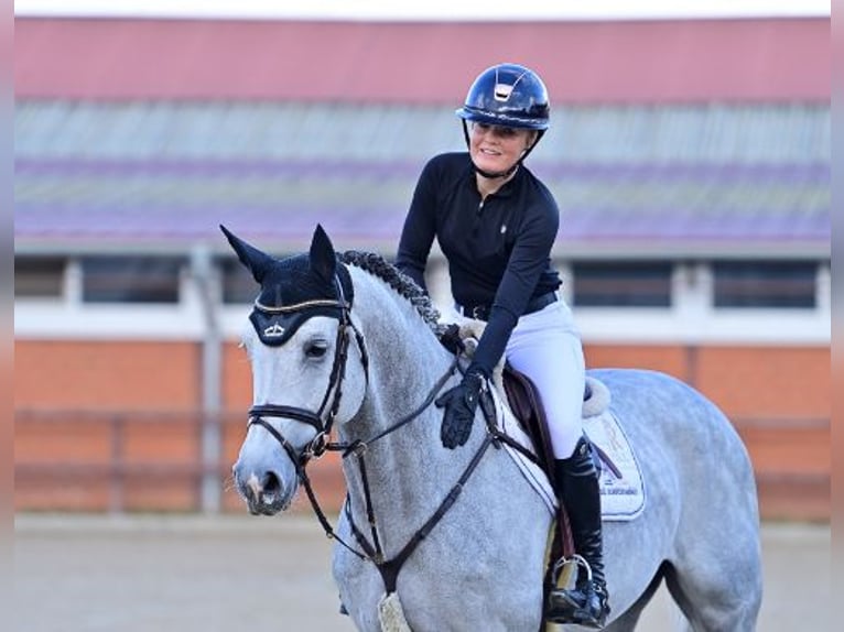 Oldenbourg Étalon 6 Ans Gris in Steinfeld (Oldenburg)Steinfeld (Oldenburg)