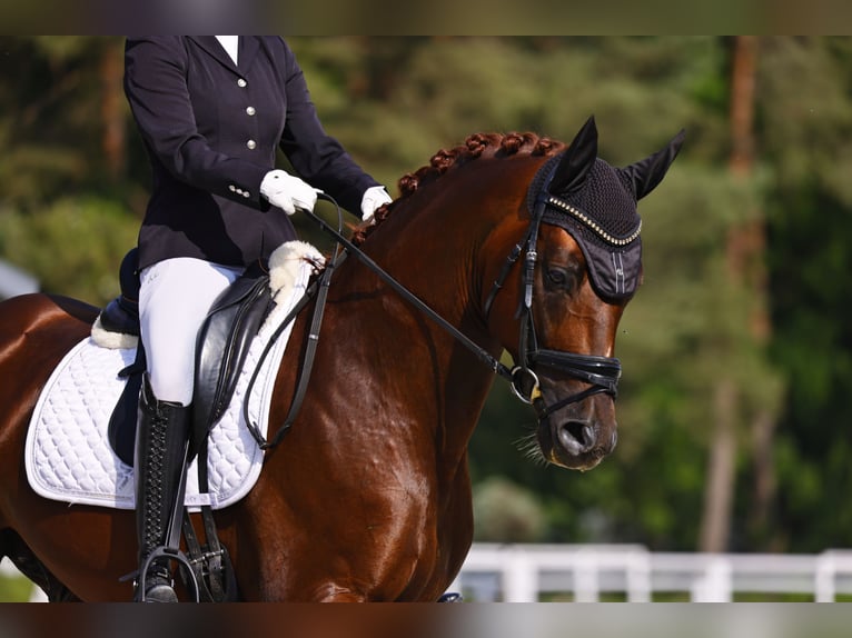 Oldenbourg Étalon 7 Ans 165 cm Alezan brûlé in Budapest