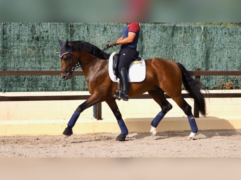 Oldenbourg Étalon 7 Ans 165 cm Bai cerise in NAVAS DEL MADRONO