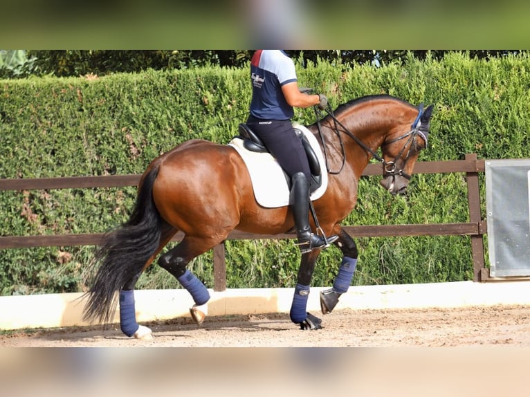 Oldenbourg Étalon 7 Ans 165 cm Bai cerise in NAVAS DEL MADRONO